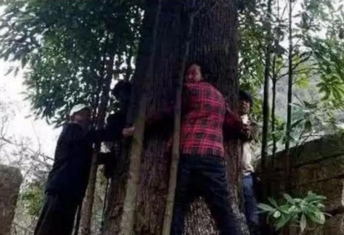 千年金丝楠木估价2亿多,它的归属权却受到争议